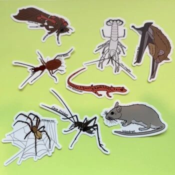 Die-cut cave life stickers including a cave cricket, beetle, salamander, spider and bat
