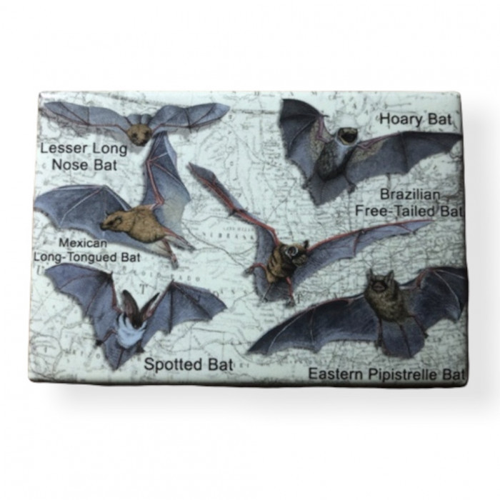 Bat Species Magnet - Product Image