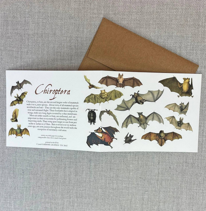 ChiropteraIndividualNoteCard