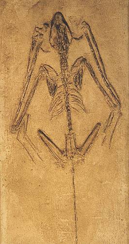 Fossil Bat Skeleton Casting - Icaronycteris index - Product Image