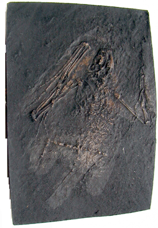 Fossil Bat Skeleton Casting - Paleochiropterix tupainodon, Messel bat, small  - Product Image