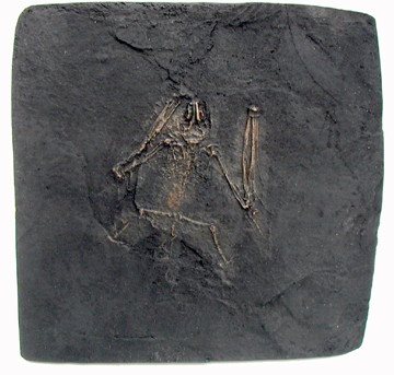 Fossil Bat Skeleton Casting - Paleochiropteryx spiegeli, Messel bat, large OUT OF STOCK