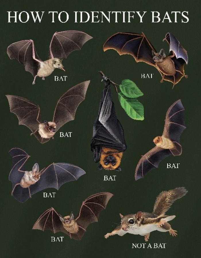 HowToIdentifyBatsShirtlongsleeve
