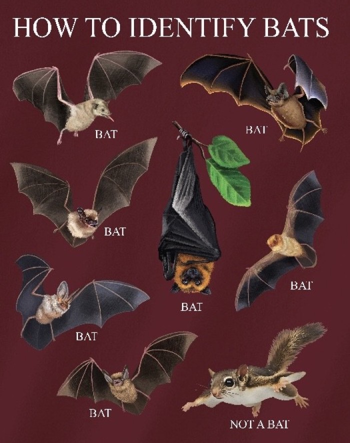 HowToIdentifyBatsShirtshortsleeve