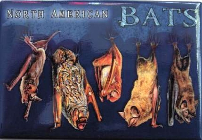 North American Bats Magnet - Product Image