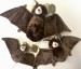 Petting Zoo Plush Bats