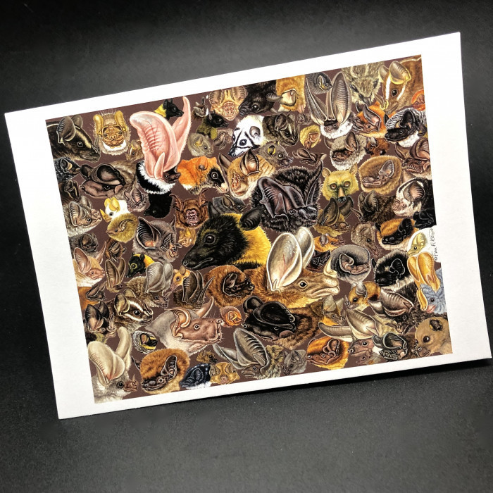 Premium "Many Faces Of Bats" 5x7 Note Cards