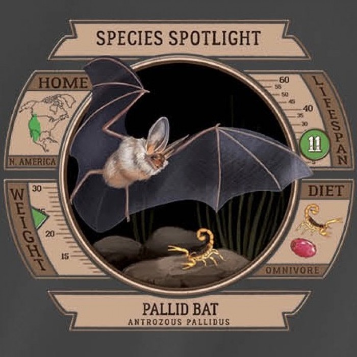 Species Spotlight Tee Shirt - Pallid Bat - Product Image