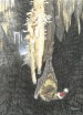 Virginia Big-Eared Santa Bat Card