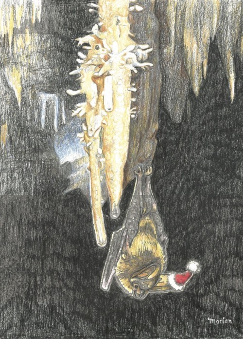 Virginia Big-Eared Santa Bat Card - Product Image