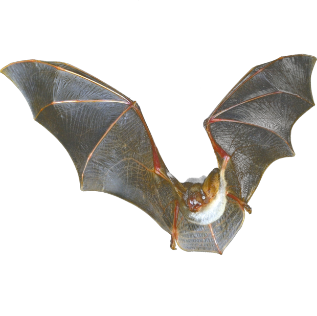 A Myotis bat in flight with its wings outstretched, membranes backlit.